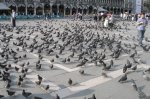 San Marco pigeons (2006-05-580)